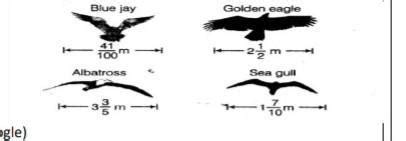 Item: The birds Blue Jay, Golden Eagle, Albatross & Sea Gull are some ...