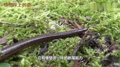 世界上最脆弱的“玻璃蛇”，一碰就碎，身体断成数节仍能活！,自然,动物,好看视频