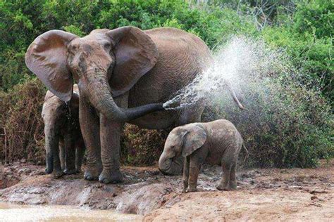 揭秘：大象到底是怎么喝水的？專家：反正不是用鼻子喝！ - 每日頭條