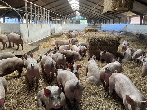 Intensive Pig Farming 的图像结果