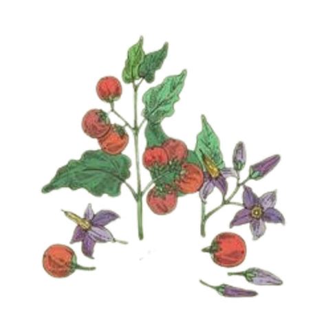 Ingredient Brihati – Ygeia