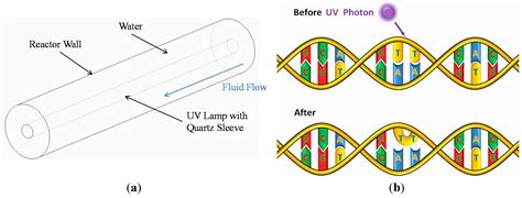 Improved Drinking Water Disinfection with UVC-LEDs for Escherichia Coli ...
