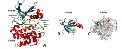 DOI: http://dx.doi.org/10.22159/ijcpr.2017v9i1.16625
