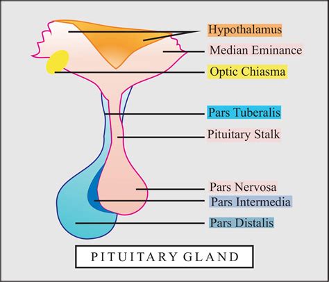 Image result for Thyroid Disease Classification Using Meachine Learning Algorithms