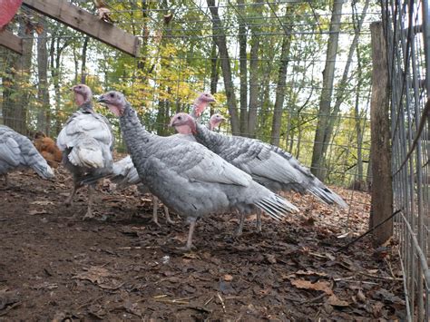7+1 Blue Slate Turkey Hatching Eggs-From Darling Farm | eBay