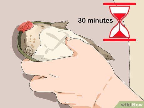Image result for How to Clean a Turtle Shell
