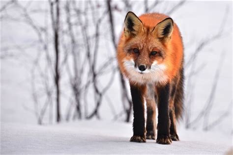 野生红狐狸在雪地里坐着高清摄影大图-千库网