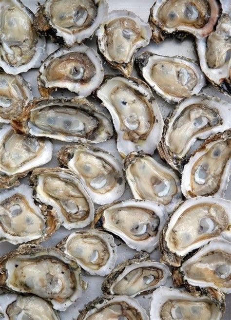 Is Oyster Shellfish