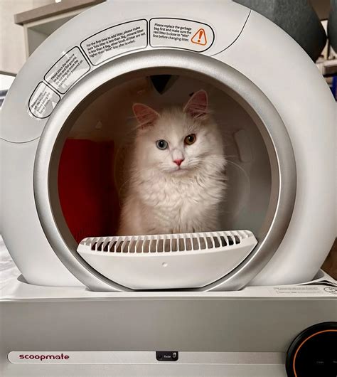 The Ultimate Guide to Self-Cleaning Litterboxes in the USA