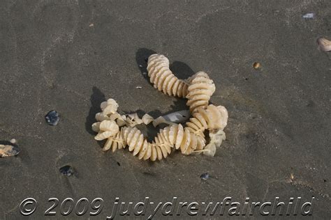 Whelk Egg Cases on the Beach - Dewees Island, Charleston, SC
