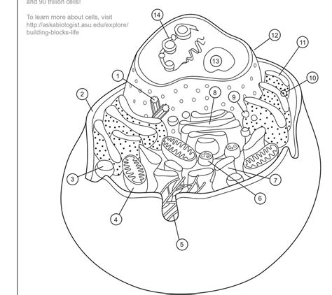 Animal Cell Biology 的图像结果
