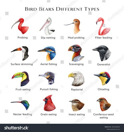 Bird Beaks Different Types Illustration Set Stock Illustration ...