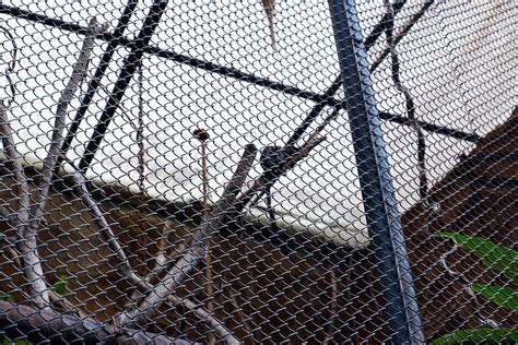 Selective focus of iron cages for the habitat of wild animals. 20491743 Stock Photo at Vecteezy