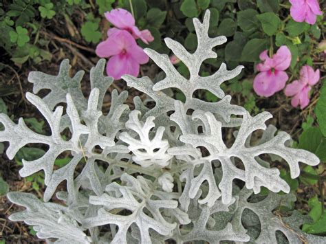 Dusty Miller - Growing Gardens