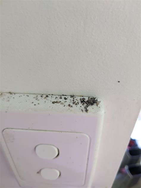 Carpenter Ant Droppings