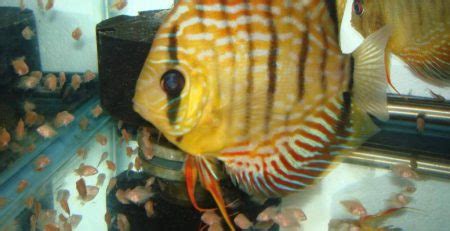 Image result for Discus Bebe
