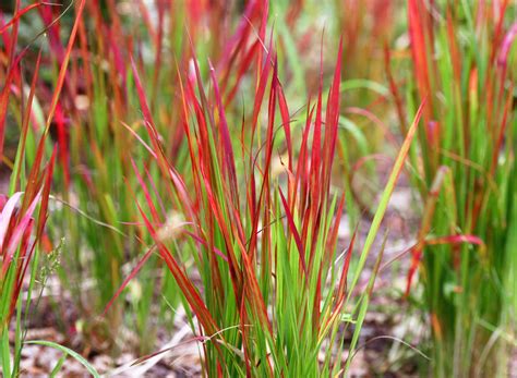 How to Grow and Care for Japanese Blood Grass