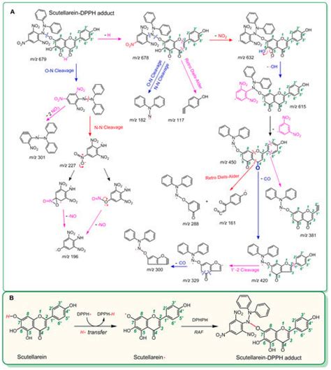 Dual Effect of Glucuronidation of a Pyrogallol-Type Phytophenol ...