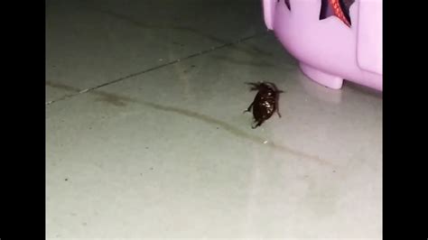 Image result for Dancing Cockroach Concert