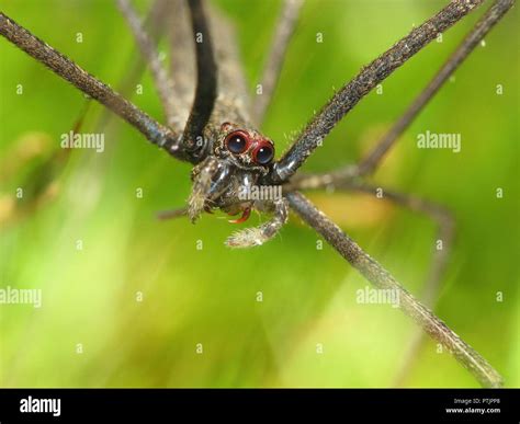 Invertebrados mata atlantica hi-res stock photography and images - Alamy