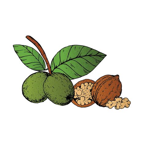 Rare Butters – Rare Superfoods