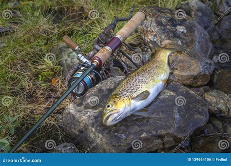 Fishing. Caught Brown Trout Fish and Spinning Tackle on River Stone ...