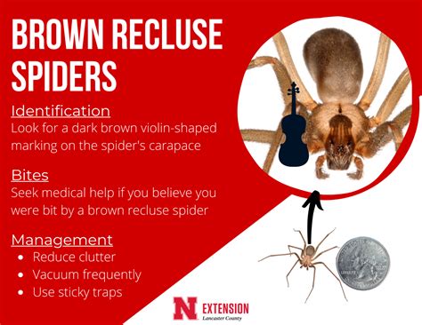 Brown Recluse Spiders Identification Guide
