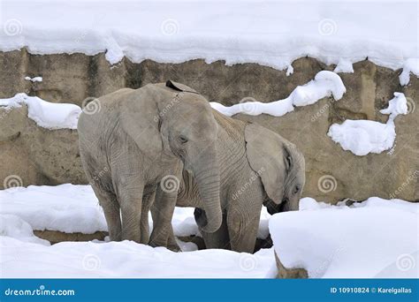 Elephants in winter stock photo. Image of white, jumbo - 10910824