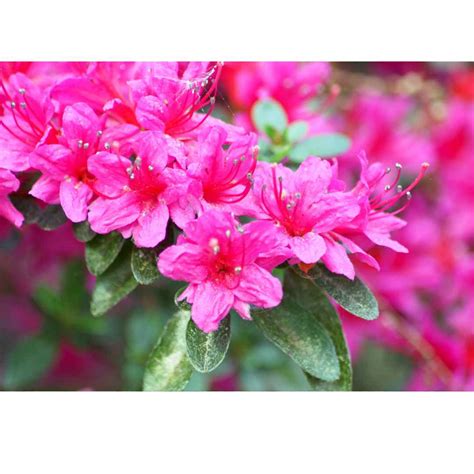 20 Low Maintenance Bushes That Looks Stunning In Front Of House - Time ...