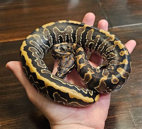 Image result for Ball Python Hybrid