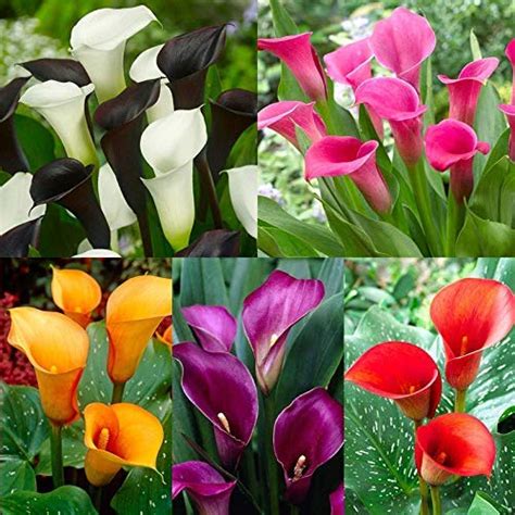 Calla Lily Flower Bulbs