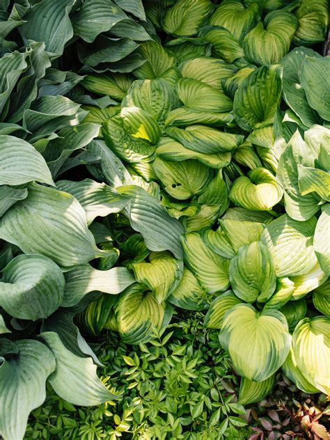 Hostas | Perennials, Perfect plants, Full sun garden