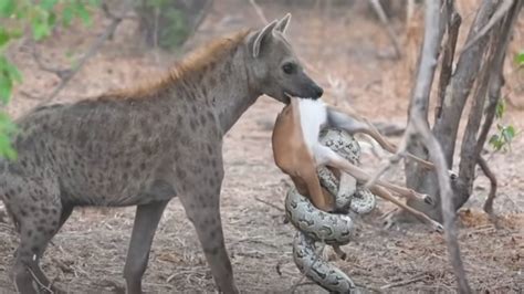 Impala baby tries escaping python and hyena shitri - VIDEO: अजगर के ...