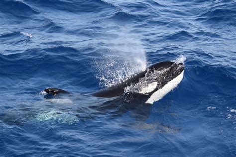 Orca Pod Attacking Boats
