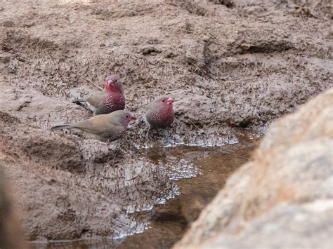 Brown Firefinch - eBird
