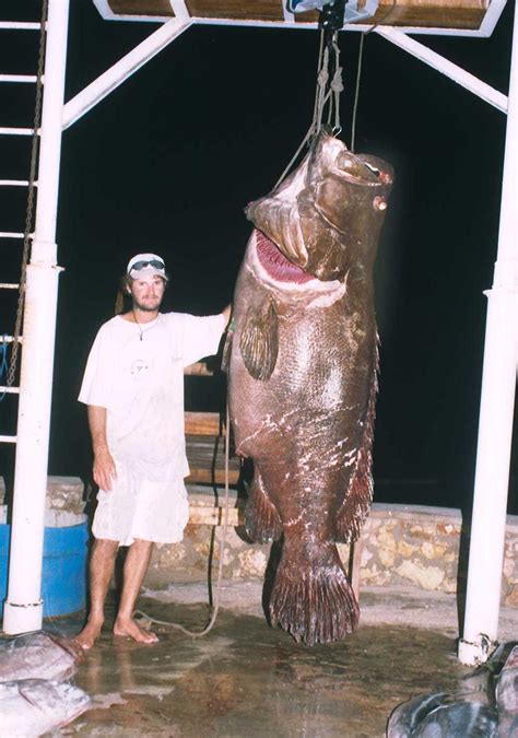 Big Fishes of the World: GROUPER GIANT (epinephelus lanceolatus)