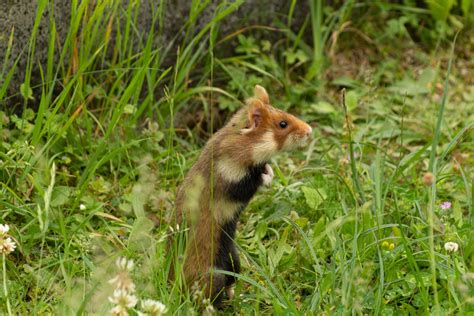 Where Do Hamsters Come From? - From Deserts to Living Rooms - The Hamster Place