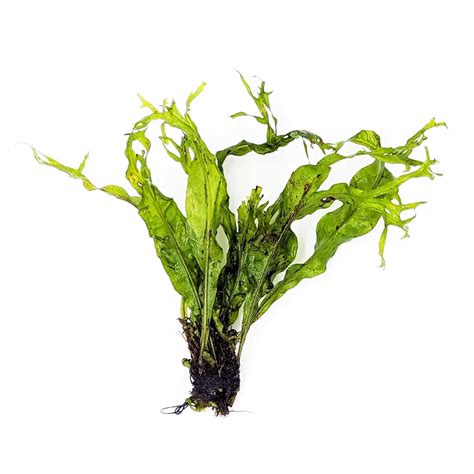 Image result for Windelov Java Fern