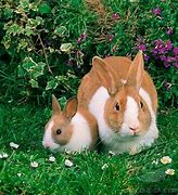 Image result for Pet Rabbit Dutch