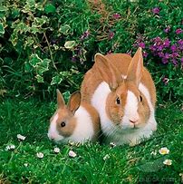 Image result for Mini Dutch Rabbit
