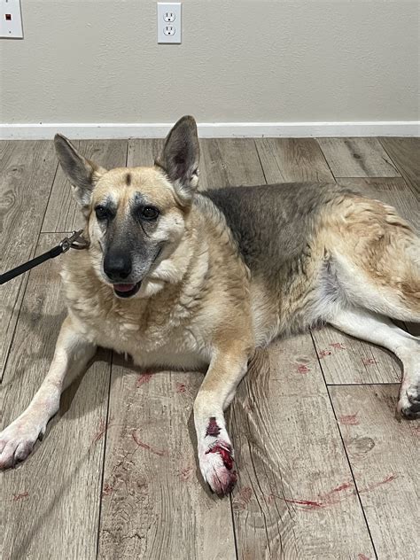 ANDREWS VETERINARY CLINIC - Andrews TX - Hours, Directions, Reviews ...