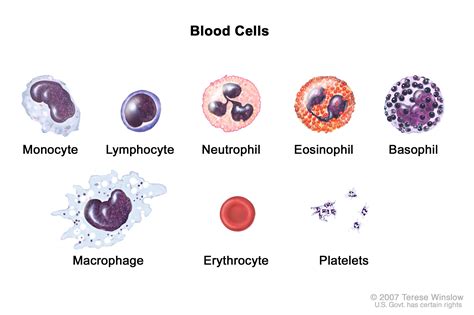 Blood cells; drawing shows six types of white blood cells (monocytes ...