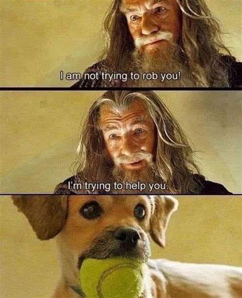 75 Funny and Cute Doggo Memes for Dog Lovers