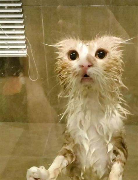 Wet Cat Meme