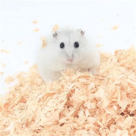 Nolakh The Pets Company Dust-Free Pine Wood Shavings Bedding 500g ...