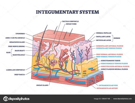 Integumentary System Labeled Membranes And The Integumentary System