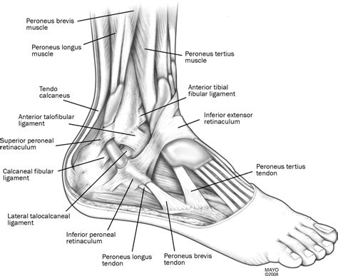 Peroneal tendon subluxation: the other lateral ankle injury | British ...