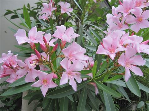 キョウチクトウ（夾竹桃） に対する画像結果