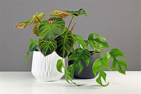 Why are indoor plants so expensive? – Ugaoo