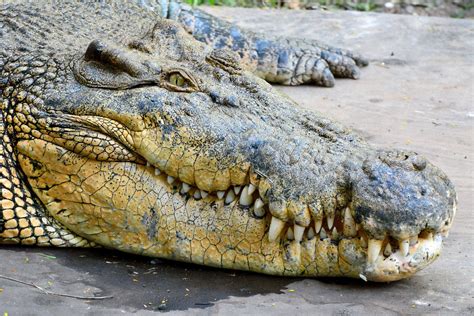 Largest Crocodile Ever Recorded